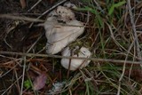 Inocybe whitei image