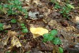 Russula earlei image