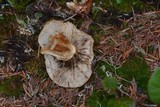 Tricholoma focale image