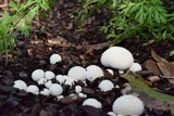 Lycoperdon curtisii image