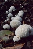 Lycoperdon curtisii image