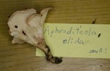 Aphroditeola olida image