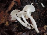 Hygrophorus occidentalis image