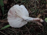 Hygrophorus erubescens image