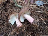 Russula xerampelina image