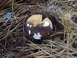 Russula xerampelina image