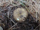 Russula clavipes image