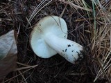 Russula clavipes image