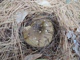 Russula clavipes image