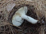 Russula clavipes image