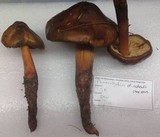 Phaeocollybia redheadii image