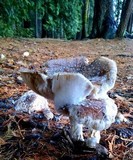 Amanita ameripanthera image