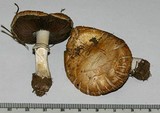 Stropharia coronilla image