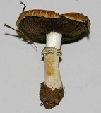 Stropharia coronilla image