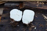 Lycoperdon pratense image