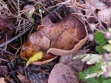 Paxillus involutus image