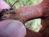 Paxillus involutus image