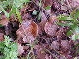 Paxillus involutus image