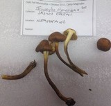 Inocybe olympiana image
