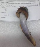 Cortinarius vanduzerensis image