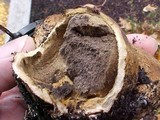 Scleroderma polyrhizum image