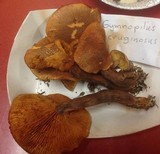 Gymnopilus thiersii image