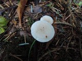 Clitocybe rivulosa image
