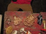 Ramaria botrytis image