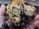 Scleroderma polyrhizum image