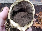 Scleroderma polyrhizum image
