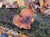 Royoporus badius image