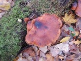 Royoporus badius image