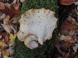 Royoporus badius image