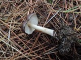 Melanoleuca melaleuca image