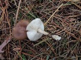 Melanoleuca melaleuca image