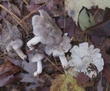 Tricholoma luteomaculosum image