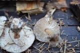 Rhodocollybia butyracea image