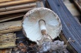 Chlorophyllum rachodes image