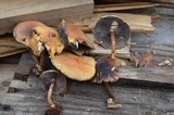 Hypholoma capnoides image