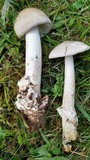 Amanita magnivolvata image