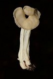 Helvella crispa image