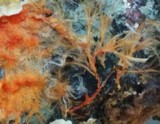 Hydnophlebia chrysorhiza image