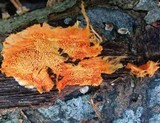 Hydnophlebia chrysorhiza image