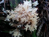 Clavulina coralloides image