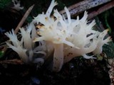 Clavulina coralloides image