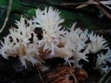 Clavulina coralloides image