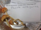 Pholiota astragalina image