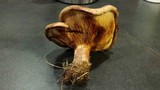 Paxillus cuprinus image