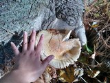 Amanita muscaria var. persicina image