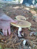 Amanita muscaria var. persicina image